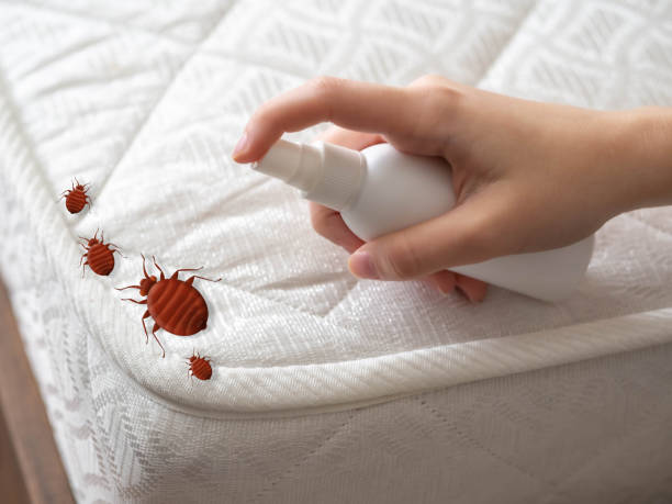 Best Affordable Pest Control Services  in Belle Glade, FL